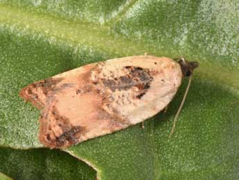 Acleris permutana Dup. adulte - �Philippe Mothiron