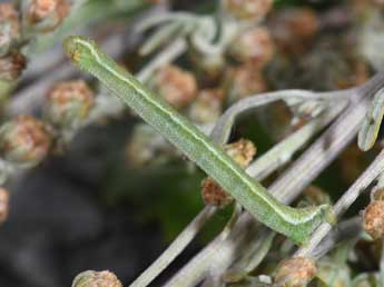  Chenille de Eupithecia pernotata Gn. - �Philippe Mothiron