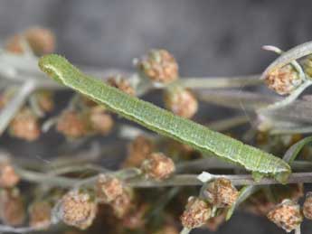  Chenille de Eupithecia pernotata Gn. - �Philippe Mothiron