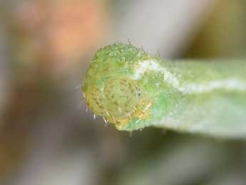  Chenille de Eupithecia pernotata Gn. - �Philippe Mothiron