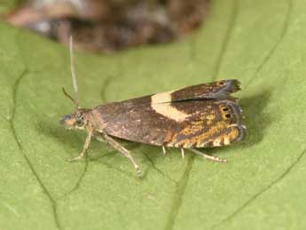 Dichrorampha petiverella L. adulte - �Philippe Mothiron