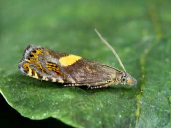 Dichrorampha petiverella L. adulte - �Lionel Taurand