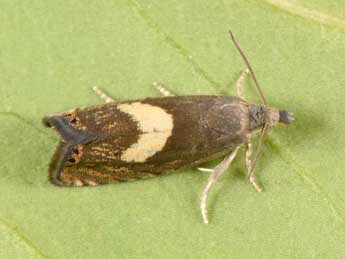 Dichrorampha petiverella L. adulte - �Philippe Mothiron