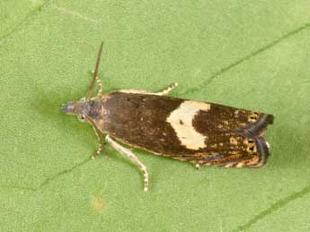 Dichrorampha petiverella L. adulte - �Philippe Mothiron