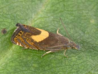 Dichrorampha petiverella L. adulte - �Philippe Mothiron