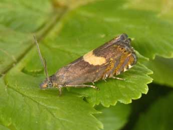 Dichrorampha petiverella L. adulte - �Philippe Mothiron