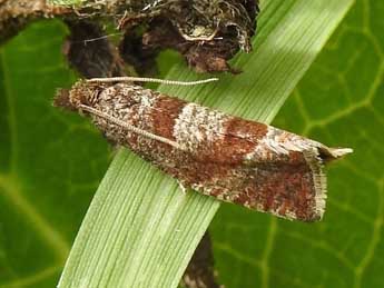 Pelochrista pfisteri Obraztsov adulte - �Jean-Pierre Lamoline