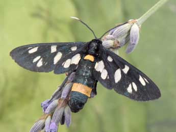 Syntomis phegea L. adulte - �Philippe Mothiron