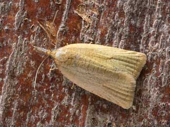 Sparganothis pilleriana D. & S. adulte - �Patrick Clement