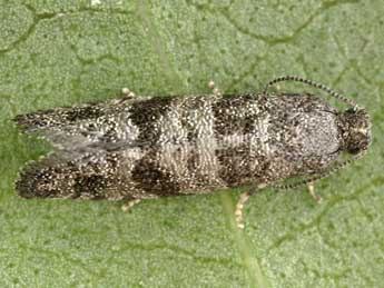 Corticivora piniana H.-S. adulte - �Peter Buchner