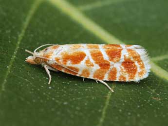 Rhyacionia pinicolana Dbld. adulte - �Lionel Taurand