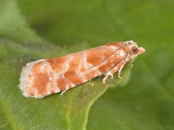 Rhyacionia pinicolana Dbld. adulte - �Philippe Mothiron