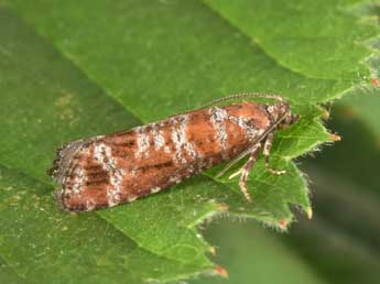 Rhyacionia pinivorana Z. adulte - �Philippe Mothiron