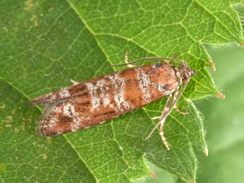 Rhyacionia pinivorana Z. adulte - �Philippe Mothiron