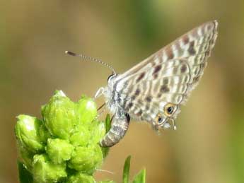 Leptotes pirithous L. adulte - �Etienne Urrustoy