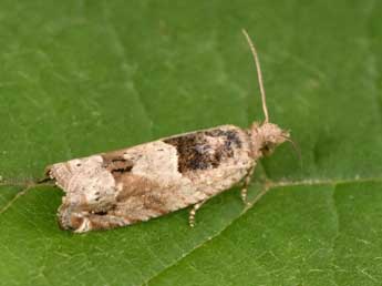 Crocidosema plebejana Z. adulte - �Philippe Mothiron