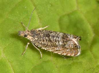 Dichrorampha plumbagana Tr. adulte - �Philippe Mothiron