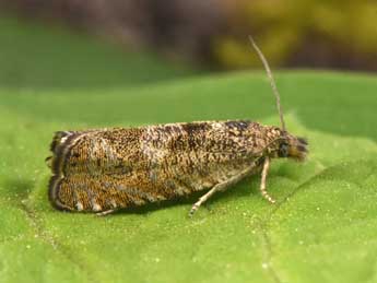 Dichrorampha plumbagana Tr. adulte - �Philippe Mothiron