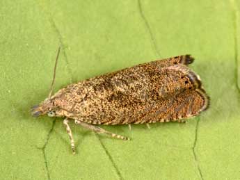 Dichrorampha plumbagana Tr. adulte - �Philippe Mothiron