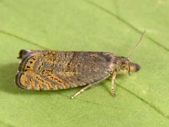 Dichrorampha plumbana Scop. adulte - �Philippe Mothiron