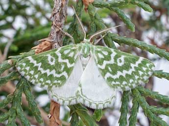 Thetidia plusiaria Bsdv. adulte - �Friedmar Graf