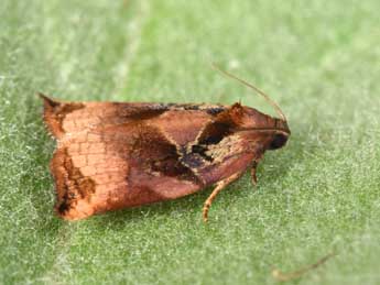 Archips podana Scop. adulte - �Philippe Mothiron