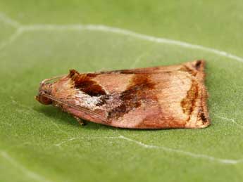 Archips podana Scop. adulte - �Lionel Taurand