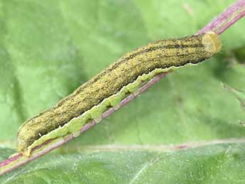  Chenille de Polymixis polymita L. - �Philippe Mothiron