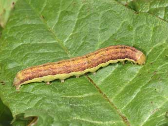  Chenille de Polymixis polymita L. - �Philippe Mothiron