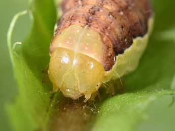  Chenille de Polymixis polymita L. - �Philippe Mothiron