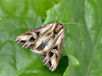 Actinotia polyodon Cl. adulte - �Philippe Mothiron