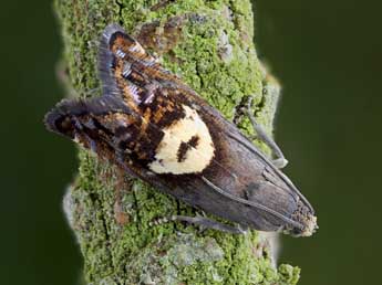 Pammene populana F. adulte - �Patrick Clement