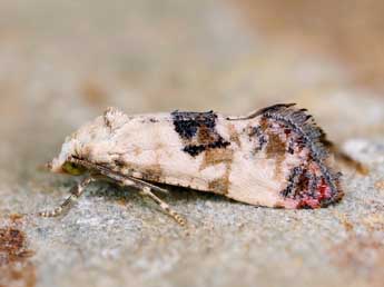 Pontoturiana posterana Z. adulte - �Lionel Taurand