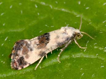 Pontoturiana posterana Z. adulte - �Philippe Mothiron