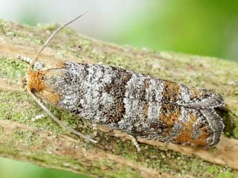 Pseudococcyx posticana Zett. adulte - �Friedmar Graf