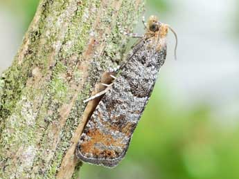 Pseudococcyx posticana Zett. adulte - �Friedmar Graf