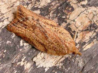 Epiphyas postvittana Wlk. adulte - �Patrick Clement