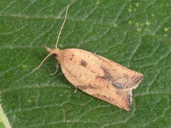 Epiphyas postvittana Wlk. adulte - �Philippe Mothiron