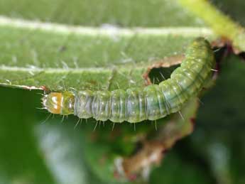  Chenille de Epiphyas postvittana Wlk. - �Patrick Clement