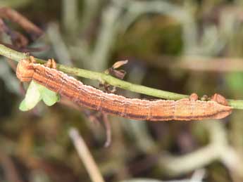  Chenille de Aplocera praeformata Hb. - �Philippe Mothiron