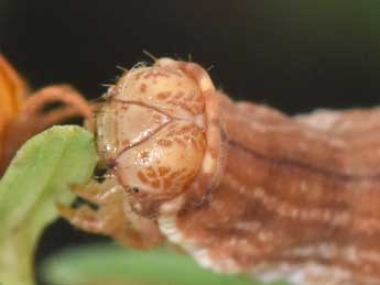  Chenille de Aplocera praeformata Hb. - �Philippe Mothiron