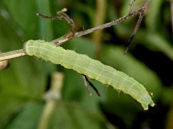  Chenille de Cucullia prenanthis Bsdv. - �Philippe Mothiron