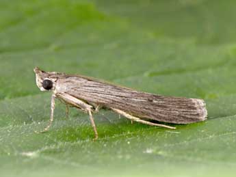 Epischnia prodromella Hb. adulte - �Philippe Mothiron