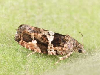 Eudemis profundana D. & S. adulte - �Philippe Mothiron