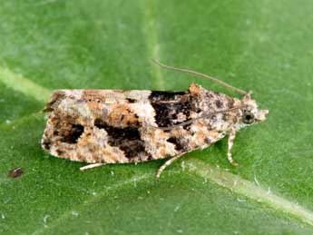 Eudemis profundana D. & S. adulte - �Philippe Mothiron