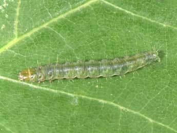  Chenille de Eudemis profundana D. & S. - �Philippe Mothiron