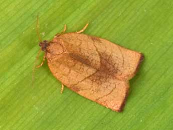 Cacoecimorpha pronubana Hb. adulte - �Philippe Mothiron