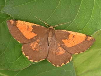 Angerona prunaria L. adulte - �Philippe Mothiron