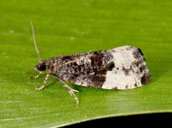 Hedya pruniana Hb. adulte - �Philippe Mothiron