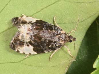 Hedya pruniana Hb. adulte - �Philippe Mothiron